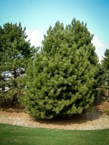 Сосна Чёрная (Pinus Nigra) купить по цене от 270.00р. в интернет-магазине «Посадика» с доставкой почтой в в Каргополье и по всей России – [изображение №1].