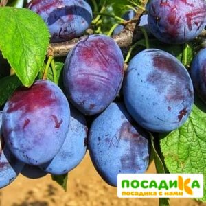 Слива Чачакская ранняя купить по цене от 229.00р. в интернет-магазине «Посадика» с доставкой почтой в в Каргополье и по всей России – [изображение №1].