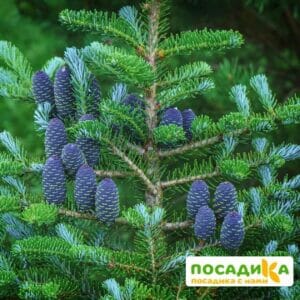 Пихта корейская (Abies koreana) купить по цене от 450.00р. в интернет-магазине «Посадика» с доставкой почтой в в Каргополье и по всей России – [изображение №1].