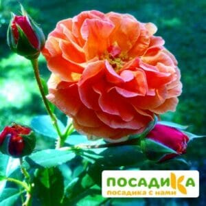 Роза Арабия купить по цене от 350.00р. в интернет-магазине «Посадика» с доставкой почтой в в Каргополье и по всей России – [изображение №1].