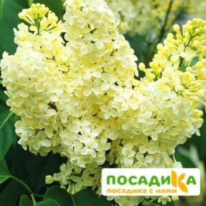 Сирень Примроуз (Primrose) купить по цене от 529.00р. в интернет-магазине «Посадика» с доставкой почтой в в Каргополье и по всей России – [изображение №1].