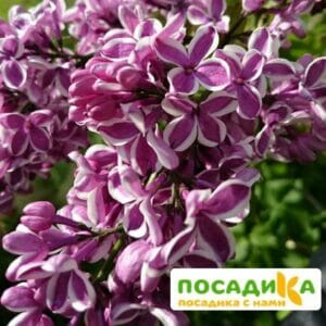 Сирень Сенсация купить по цене от 529.00р. в интернет-магазине «Посадика» с доставкой почтой в в Каргополье и по всей России – [изображение №1].