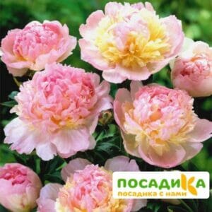 Пион Распберри Сандей (Paeonia Raspberry Sundae) купить по цене от 959р. в интернет-магазине «Посадика» с доставкой почтой в в Каргополье и по всей России – [изображение №1].