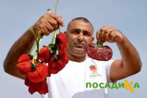 Клубника Гигант Джорнея купить по цене от 266р. в интернет-магазине «Посадика» с доставкой почтой в в Каргополье и по всей России – [изображение №1].