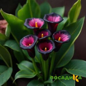 Калла Аура Лейс купить по цене от 400р. в интернет-магазине «Посадика» с доставкой почтой в в Каргополье и по всей России – [изображение №1].