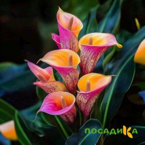 Калла Оникс купить по цене от 450р. в интернет-магазине «Посадика» с доставкой почтой в в Каргополье и по всей России – [изображение №1].