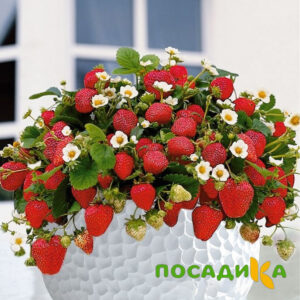 Клубника Рубиновый Шепот (горшечная) купить по цене от 240р. в интернет-магазине «Посадика» с доставкой почтой в в Каргополье и по всей России – [изображение №1].