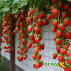 Клубника вьющаяся Комплимент купить по цене от 470р. в интернет-магазине «Посадика» с доставкой почтой в в Каргополье и по всей России – [изображение №1].