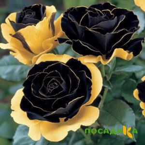 Роза Ханни Сикл купить по цене от 700р. в интернет-магазине «Посадика» с доставкой почтой в в Каргополье и по всей России – [изображение №1].