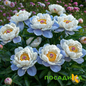 Пион акварельный Этюд купить по цене от 806р. в интернет-магазине «Посадика» с доставкой почтой в в Каргополье и по всей России – [изображение №1].