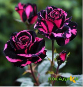 Роза Багровый Шепот купить по цене от 366р. в интернет-магазине «Посадика» с доставкой почтой в в Каргополье и по всей России – [изображение №1].