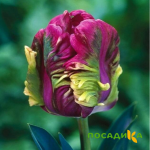 Тюльпан Экзотик Хэвен купить по цене от 186р. в интернет-магазине «Посадика» с доставкой почтой в в Каргополье и по всей России – [изображение №1].