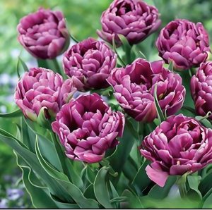 Тюльпан Айс Крим купить по цене от 430р. в интернет-магазине «Посадика» с доставкой почтой в в Каргополье и по всей России – [изображение №1].