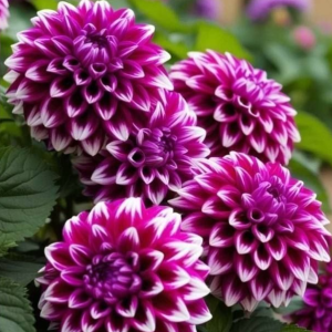 Георгин Кристал Корт купить по цене от 602р. в интернет-магазине «Посадика» с доставкой почтой в в Каргополье и по всей России – [изображение №1].