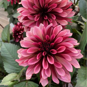 Георгин Перли Сансет купить по цене от 309р. в интернет-магазине «Посадика» с доставкой почтой в в Каргополье и по всей России – [изображение №1].