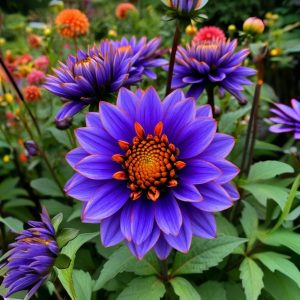 Георгин Лазурит купить по цене от 799р. в интернет-магазине «Посадика» с доставкой почтой в в Каргополье и по всей России – [изображение №1].