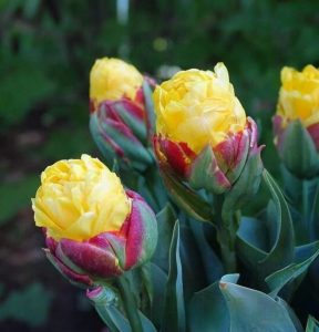 Тюльпан Айс Крим Банана купить по цене от 360р. в интернет-магазине «Посадика» с доставкой почтой в в Каргополье и по всей России – [изображение №1].