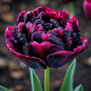 Тюльпан Фламинго купить по цене от 500р. в интернет-магазине «Посадика» с доставкой почтой в в Каргополье и по всей России – [изображение №1].