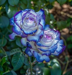 Роза Пэтолз Хоуп купить по цене от 333р. в интернет-магазине «Посадика» с доставкой почтой в в Каргополье и по всей России – [изображение №1].