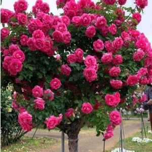 Роза Версаля купить по цене от 232р. в интернет-магазине «Посадика» с доставкой почтой в в Каргополье и по всей России – [изображение №1].