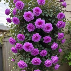 Роза Мистик Уайт купить по цене от 620р. в интернет-магазине «Посадика» с доставкой почтой в в Каргополье и по всей России – [изображение №1].