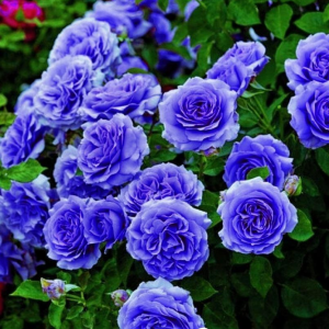 Роза Блю Мун купить по цене от 450р. в интернет-магазине «Посадика» с доставкой почтой в в Каргополье и по всей России – [изображение №1].