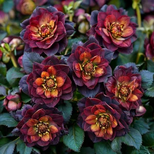 Морозник Сноу Дроп купить по цене от 348р. в интернет-магазине «Посадика» с доставкой почтой в в Каргополье и по всей России – [изображение №1].