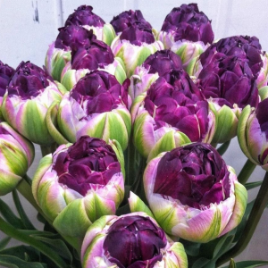 Тюльпан Анаконда купить по цене от 450р. в интернет-магазине «Посадика» с доставкой почтой в в Каргополье и по всей России – [изображение №1].