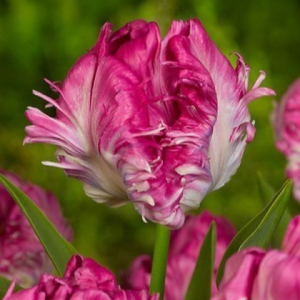 Тюльпан махровый Кул Кристал купить по цене от 400р. в интернет-магазине «Посадика» с доставкой почтой в в Каргополье и по всей России – [изображение №1].