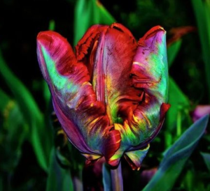 Тюльпан Эирпрайз купить по цене от 270р. в интернет-магазине «Посадика» с доставкой почтой в в Каргополье и по всей России – [изображение №1].