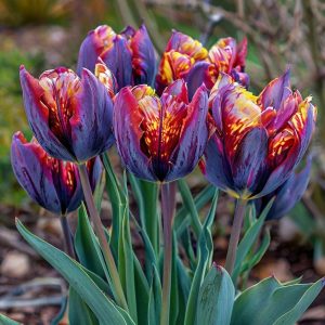 Тюльпан Опал Дрим купить по цене от 207р. в интернет-магазине «Посадика» с доставкой почтой в в Каргополье и по всей России – [изображение №1].