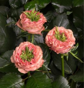 Роза Амбер Инчант купить по цене от 495р. в интернет-магазине «Посадика» с доставкой почтой в в Каргополье и по всей России – [изображение №1].