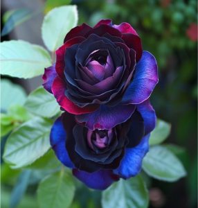 Роза Скарлет Рэвери купить по цене от 489р. в интернет-магазине «Посадика» с доставкой почтой в в Каргополье и по всей России – [изображение №1].