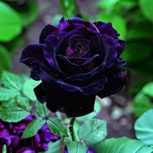 Роза Блэк Пантер купить по цене от 319р. в интернет-магазине «Посадика» с доставкой почтой в в Каргополье и по всей России – [изображение №1].
