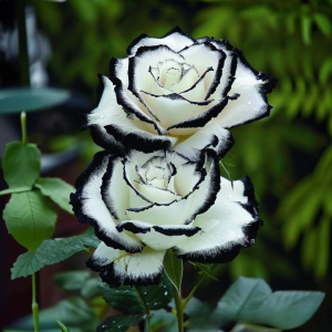 Роза Силк Ивин купить по цене от 319р. в интернет-магазине «Посадика» с доставкой почтой в в Каргополье и по всей России – [изображение №1].