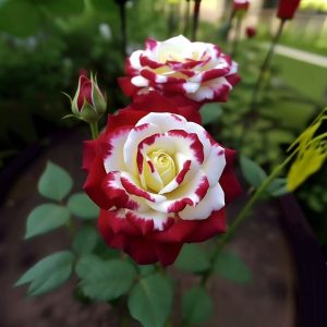 Роза Роял Глом купить по цене от 401р. в интернет-магазине «Посадика» с доставкой почтой в в Каргополье и по всей России – [изображение №1].