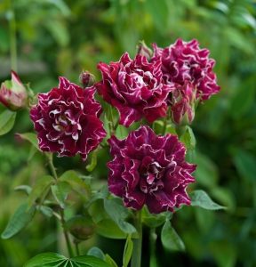 Роза Опаловый Пейзаж купить по цене от 490р. в интернет-магазине «Посадика» с доставкой почтой в в Каргополье и по всей России – [изображение №1].