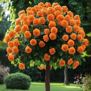 Роза Солнечный Шарм купить по цене от 349р. в интернет-магазине «Посадика» с доставкой почтой в в Каргополье и по всей России – [изображение №1].