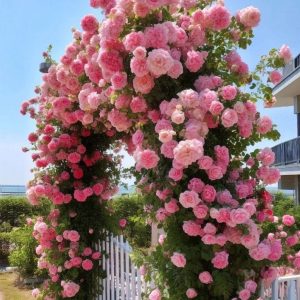 Роза Пастель Розе купить по цене от 605р. в интернет-магазине «Посадика» с доставкой почтой в в Каргополье и по всей России – [изображение №1].