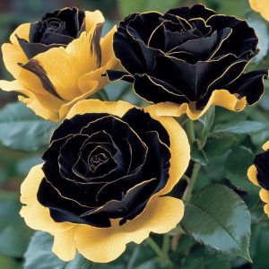 Роза Ханни Сикл купить по цене от 700р. в интернет-магазине «Посадика» с доставкой почтой в в Каргополье и по всей России – [изображение №1].