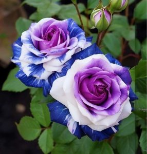 Роза Айвори Каскад купить по цене от 420р. в интернет-магазине «Посадика» с доставкой почтой в в Каргополье и по всей России – [изображение №1].