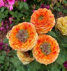 Роза Золотой Мираж купить по цене от 420р. в интернет-магазине «Посадика» с доставкой почтой в в Каргополье и по всей России – [изображение №1].