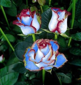 Роза Сафайер Пэтл купить по цене от 450р. в интернет-магазине «Посадика» с доставкой почтой в в Каргополье и по всей России – [изображение №1].