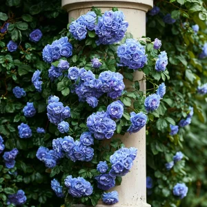 Роза плетистая Блю Перпл купить по цене от 540р. в интернет-магазине «Посадика» с доставкой почтой в в Каргополье и по всей России – [изображение №1].